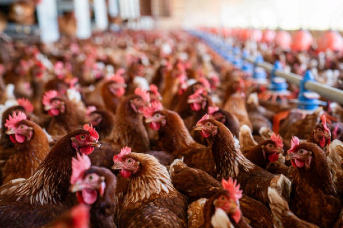 Poultry