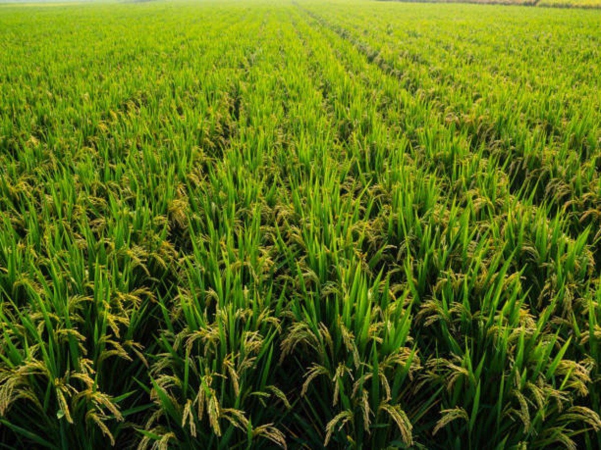 Crops & Grains
